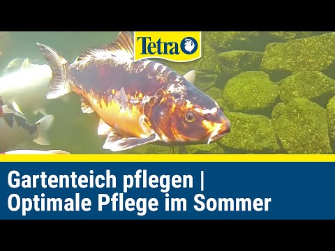 Gartenteich pflegen mit Tetra | Optimale Teichpflege im Sommer