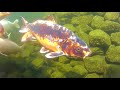 Видео о товаре Tetra Pond Torf&Stroh Extrakt, натуральное средство против водорослей в пруду / Tetra (Германия)
