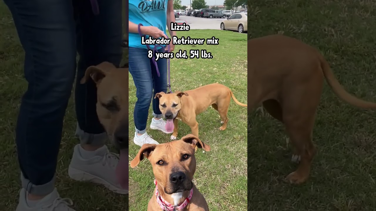 Lizzie, a Adoptable mixed breed in Denison, TX video 6/6