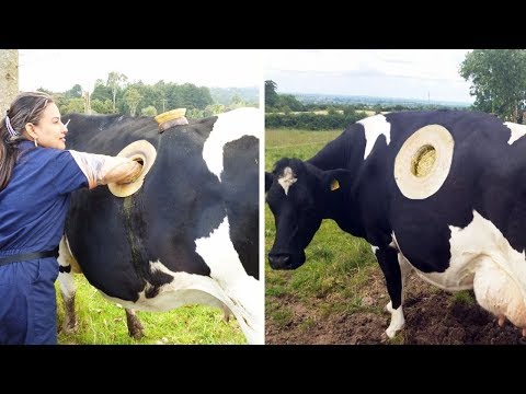5 НЕВЕРОЯТНЫХ КОРОВ, О КОТОРЫХ ВЫ ДОЛЖНЫ УЗНАТЬ