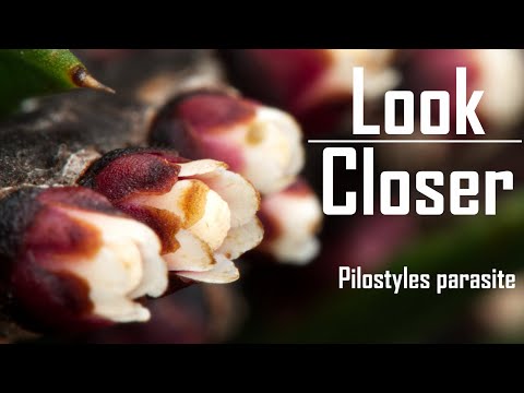 Parasite plant - Pilostyles
