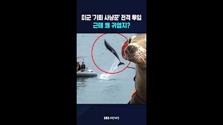 미 해군 '기뢰 사냥꾼' 전격 투입..근데 왜 귀엽지? #shorts