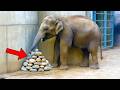 Lonely Elephant Kept Placing Stones in Corner of Enclosure, Then Experts Found Out Why