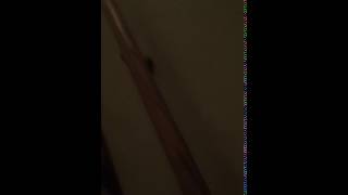 Oscar the Face Hugger