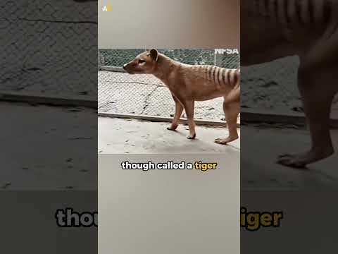 Rare Footage of Tasmanian Tiger