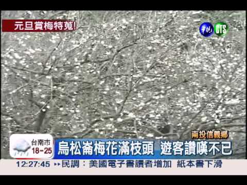 連假賞花趣! 南投信義"梅"景如畫