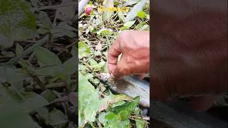 Download lagu ya ampun susahnya melepaskan pancing kalau tangan satu. mp3 Download lagu ya ampun susahnya melepaskan pancing kalau tangan satu. mp3