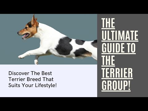 The Top 14 Terrier Group Dog Breeds