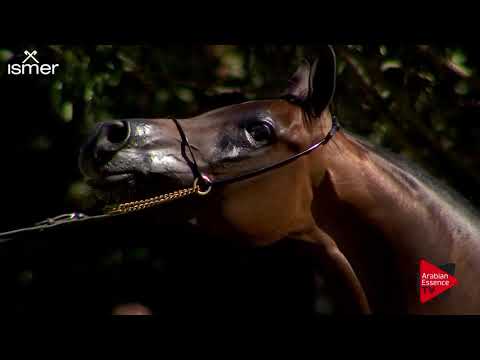 N.100 WIEZA CZAROW - Strohen 2018 B Int