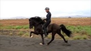 Gimli frá Torfabæ, 4 vetra, faðir Ómur frá Kvistum