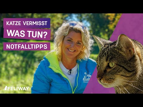 Katze VERMISST ► Die wichtigsten Tipps im Notfall