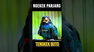 Download lagu TENGKEK BUTO GACOR DURASI PANJANG mp3