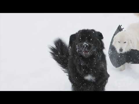 12-10-2021 Rapid City, SD - Heavy Snow