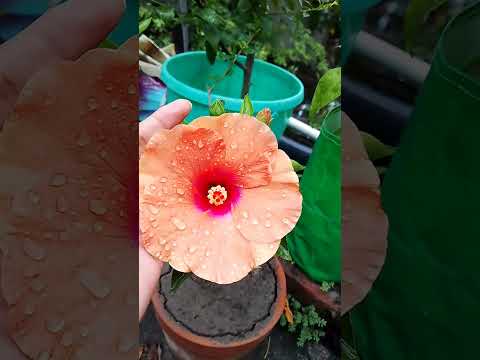 🌺 🌺#flowers #reels #newsong