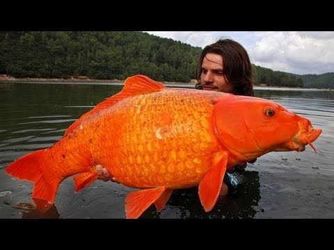 World's Most SURPRISINGLY Giant Animals
