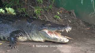 Download the video "Here are 5 of the most dangerous animals in the world  #shorts"
