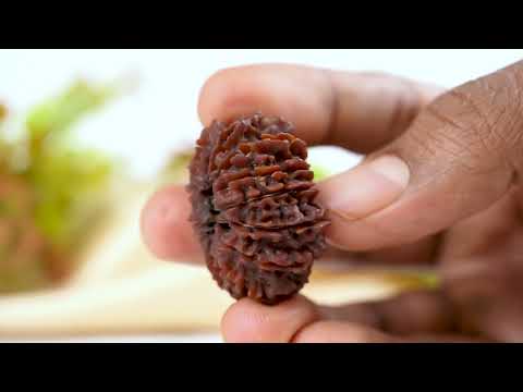 Rudraksha Product Image