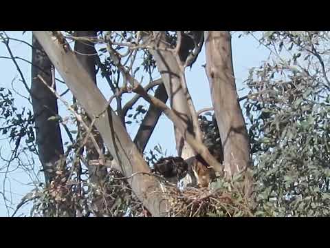 Red tailed Hawk fledging chick being fed in nest