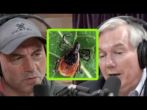 Can We Eliminate the Ticks That Carry Lyme Disease?