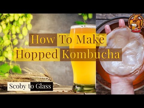 download lagu mp3 mp4 Hopped Kombucha, download lagu Hopped Kombucha gratis, unduh video klip Hopped Kombucha