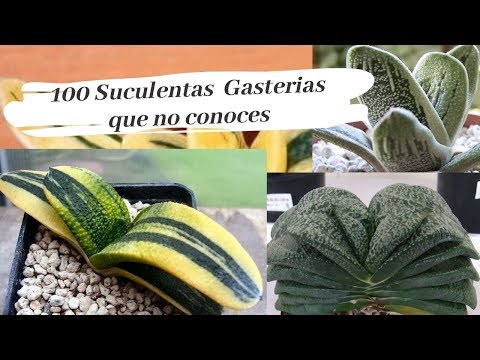 , title : '100 SUCULENTAS GASTERIAS  EXÓTICAS Y RARAS - TOP DE LAS MAS HERMOSAS'