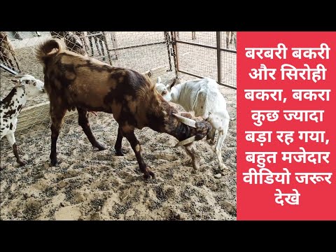 Powerful sirohi bridder with Barbari goat, goat matting video, crossing video.