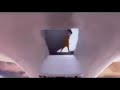 Vector Screaming