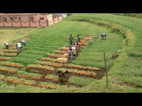 download lagu mp3 mp4 Farm Fresh Carrots, download lagu Farm Fresh Carrots gratis, unduh video klip Farm Fresh Carrots
