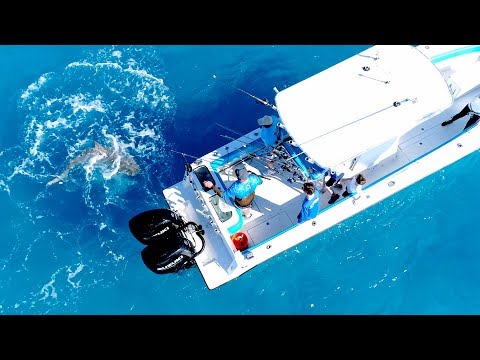 Angry Bull Shark Randomly Attacks 30ft Boat - 4K