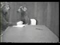 William Wegman Short Films