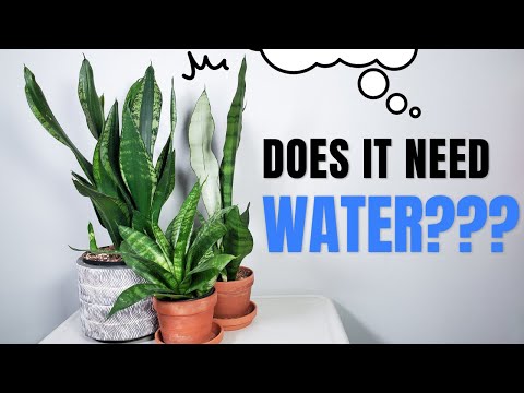 6 snake plant care tips that you need to know!
