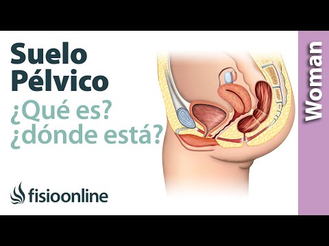 ¿Qué es el suelo pélvico y dónde está?