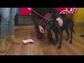 Tail Waggin Tuesday Get To Know Your Local Furry Friends