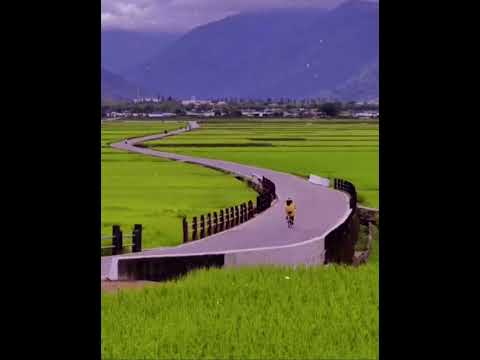 [Bike like a Bird] - E.Squire