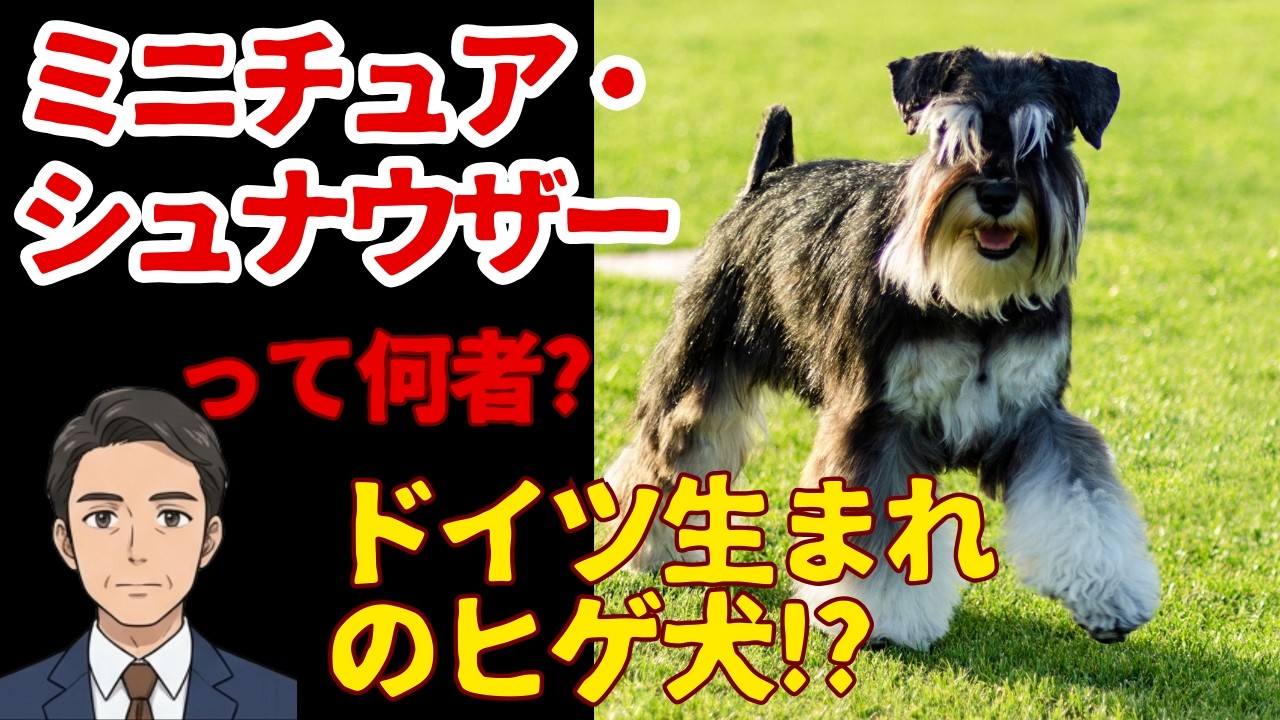 【ミニチュア・シュナウザー】小さなガードマン！元は農場の職人犬!?