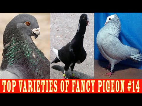 , title : 'Top Varieties Of Fancy Pigeon #14'