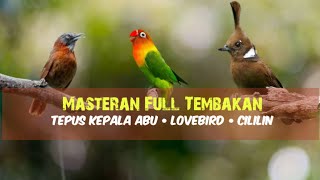 Download lagu Kombinasi Masteran | Tepus Kepala Abu - Lovebird - Cililin mp3