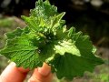 Weeds, Can't Beat 'Em? Eat 'Em! - DAGMAR BAUR May 3 2008 - interview