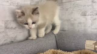 ラグドールの動画01