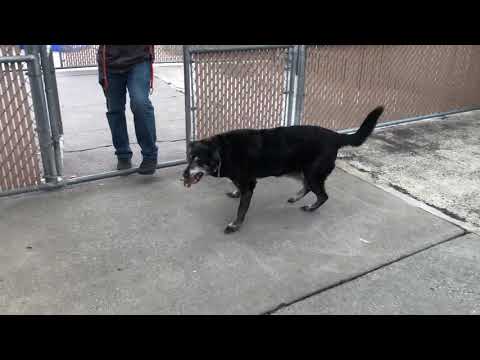 Chesta 62829 8 year old puppy!