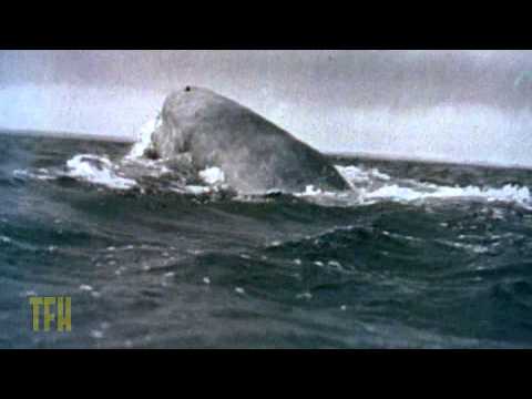 Moby Dick Movie Trailer
