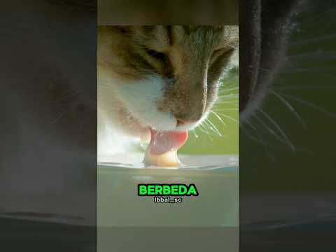 Begini Perbedaan Kucing dan Anjing Saat Minum