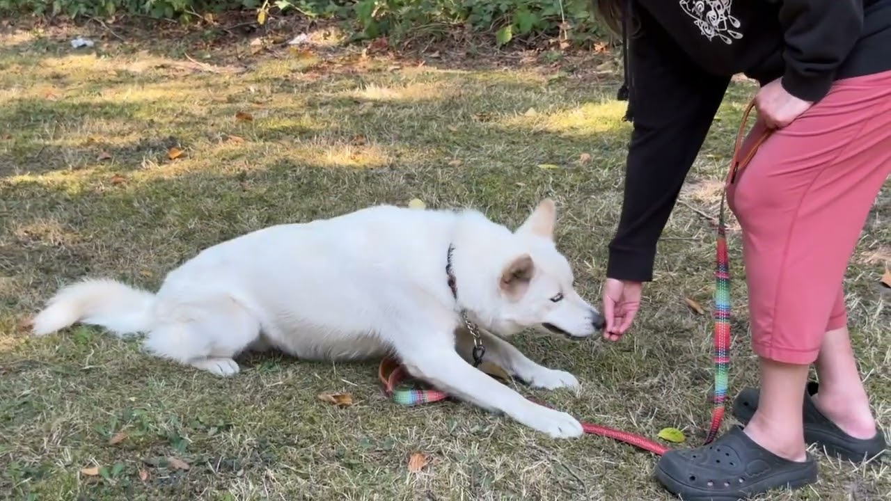 Enlarge Arya, a ADOPTABLE mixed breed in Snoqualmie, WA video 4/4