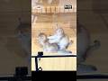 Funny Cats Massage Compilation When Cats Become Masseuses