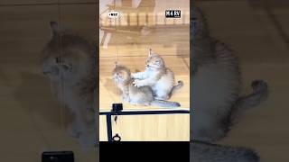 Download lagu ✨ Funny Cats Massage Compilation 😹 | When Cats Become Masseuses! mp3