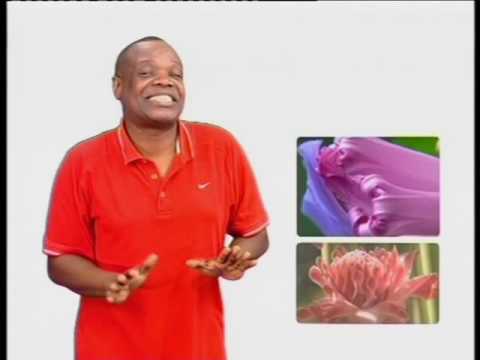 kalú mendes - djêlo mali tlabadu