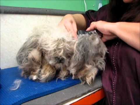 Clipping matted dog