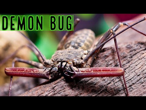 Tailless Whip Scorpion (Damon diadema) Informacje, opieka i hodowla