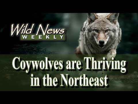 Eastern Coyote (Wolf Hybrid) is Thriving in the Northeast: Wild News Weekly