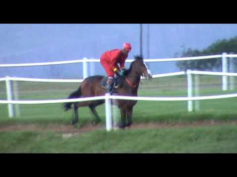 2012-09-01 Gray's Champ on show